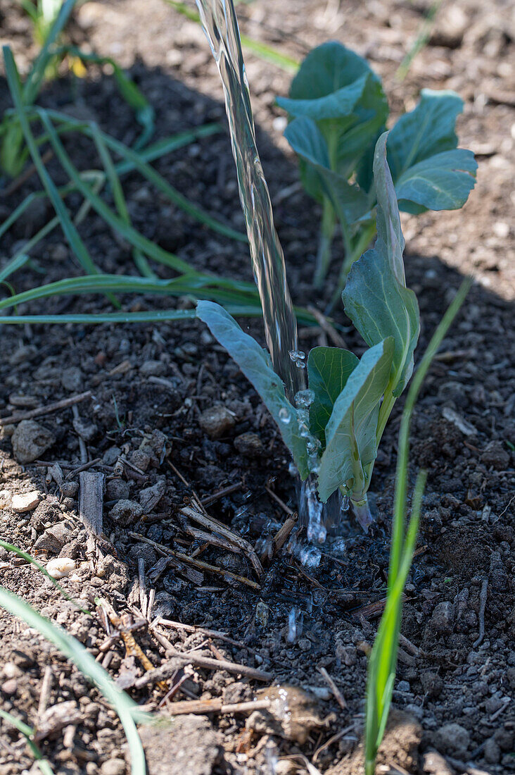 Jungpflanzen von Brokkoli (Brassica oleracea) 'Italica' nach den Eisheiligen ins Beet pflanzen und angießen