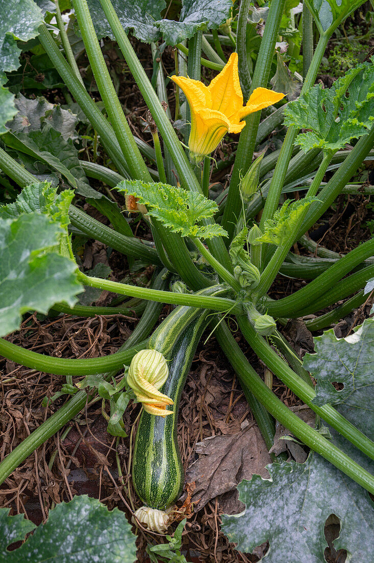 Zucchinipflanze (Curcurbita pepo) mit Blüte und Frucht im Gemüsebeet