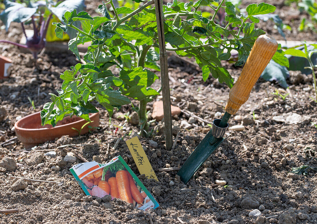 Samen für Wilde Möhre (Daucus carota) neben Tomatenpflanze ins Gemüsebeet einpflanzen