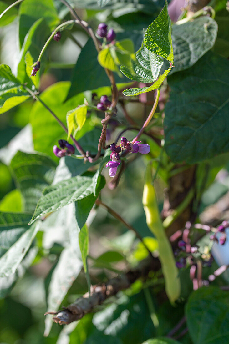 Blühende Bohne pflanze, Stangenbohne 'Neckargold' (Phaseolus Vulgaris), violette Blüte