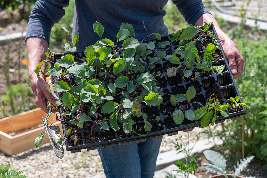 Frau beim Einpflanzen, Jungpflanzen von Blaukraut, Rotkohl im Pflanztablett