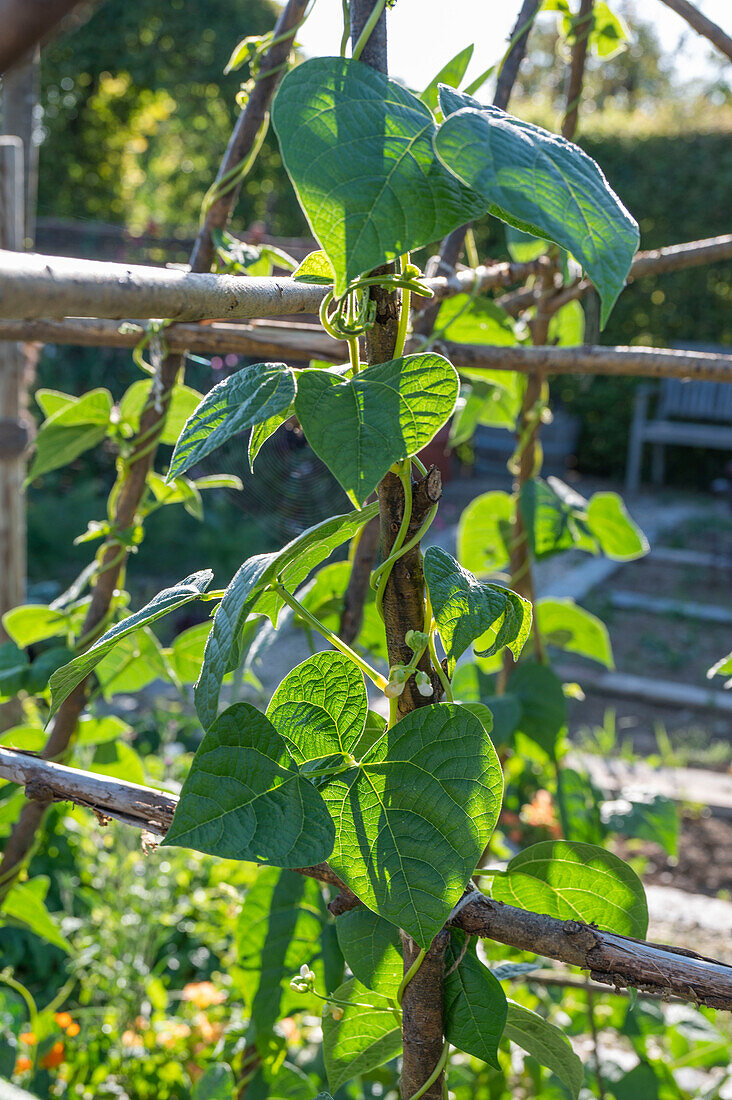 Gemüsebeet mit blühender Stangenbohne 'Neckargold' (Phaseolus vulgaris) an Klettergerüst, Portrait