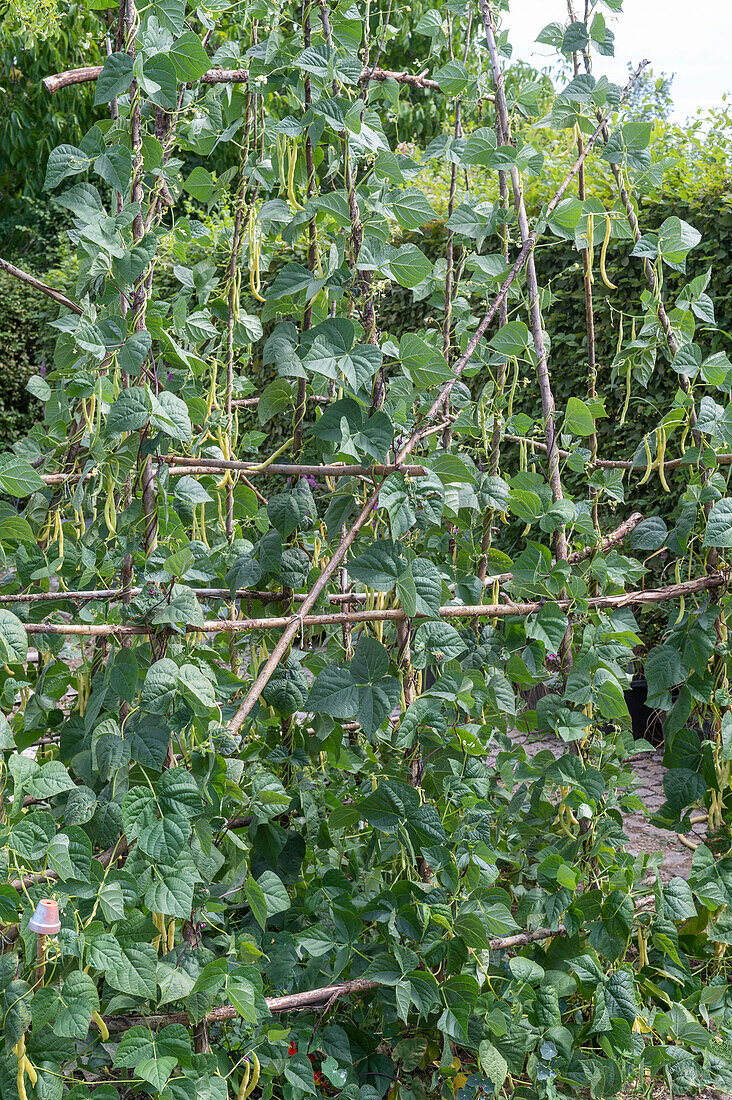 Anbau der Stangenbohne 'Neckargold' (Phaseolus vulgaris) im Gemüsegarten