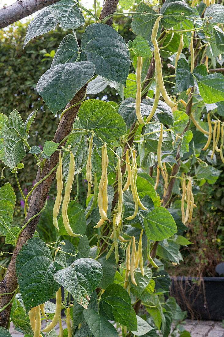 Anbau der Stangenbohne 'Neckargold' (Phaseolus vulgaris) im Gemüsegarten