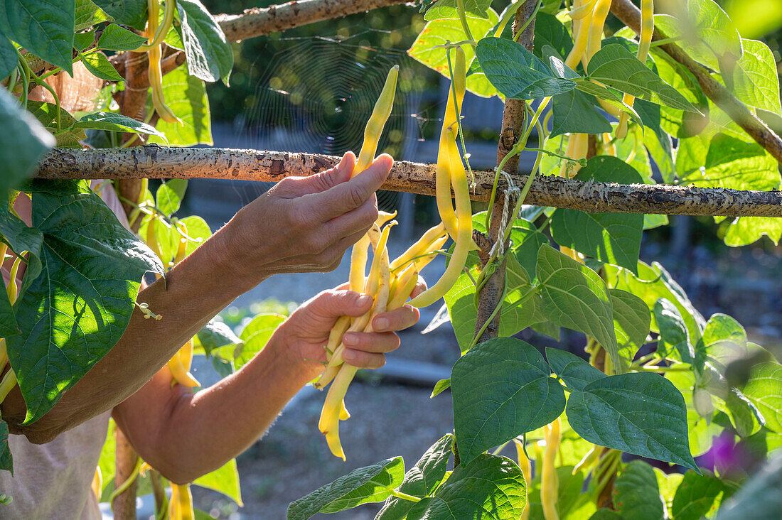 Runner bean; 'Neckargold';