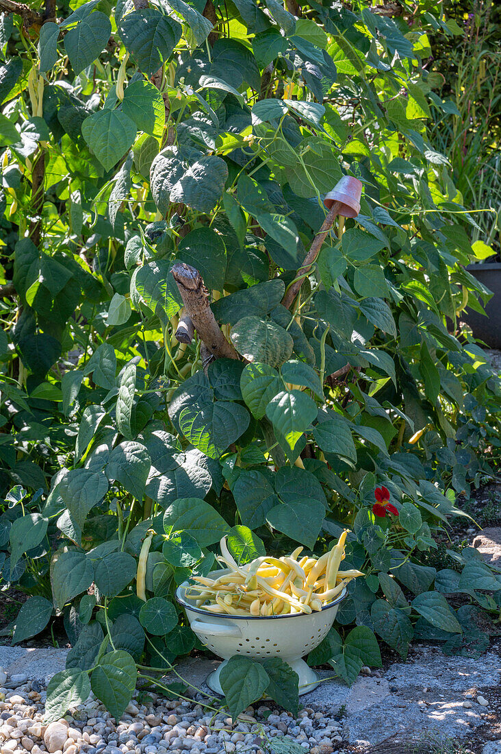 Runner bean; 'Neckargold';