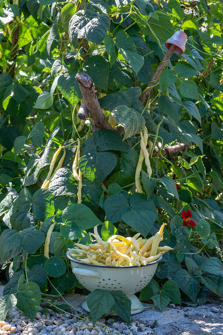 Runner bean; 'Neckargold';