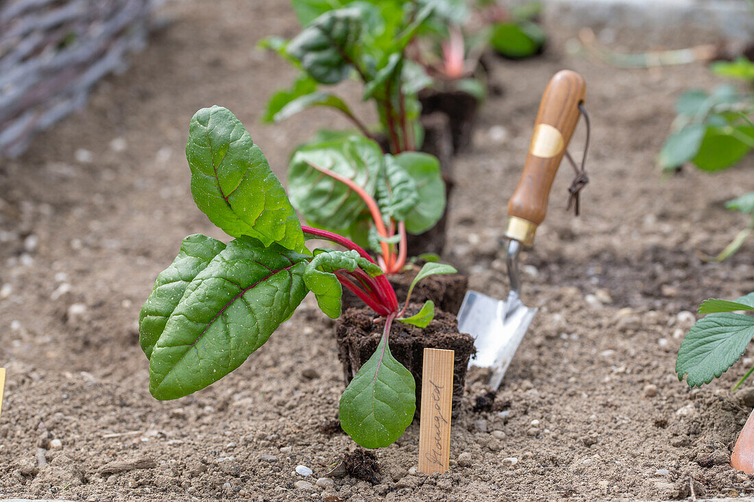 Mangold 'Bright Lights' (Beta Vulgaris), Jungpflanzen einpflanzen ins Beet