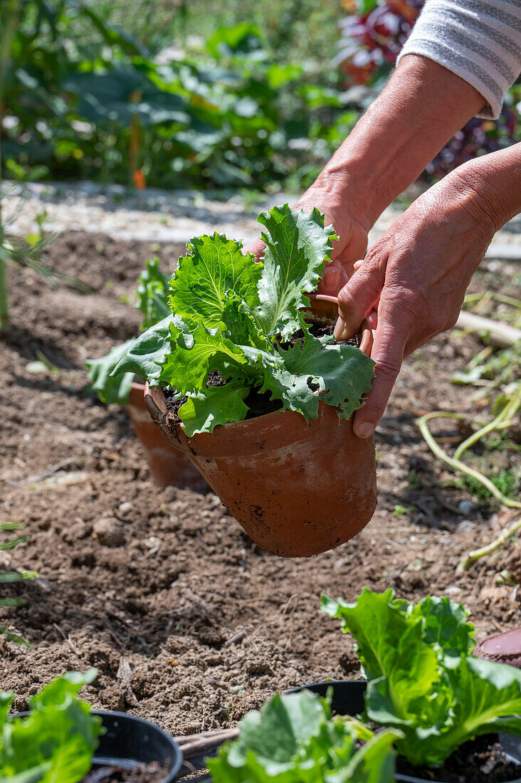 Eisbergsalat, Jungpflanzen in Töpfen einpflanzen ins Beet, 2. Pflanzung im Juli