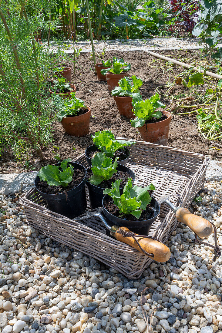 Planting iceberg lettuce in the bed, 2nd planting in July, young plants in pots