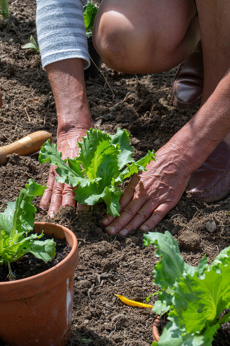 Planting iceberg lettuce in the garden, 2nd planting in July