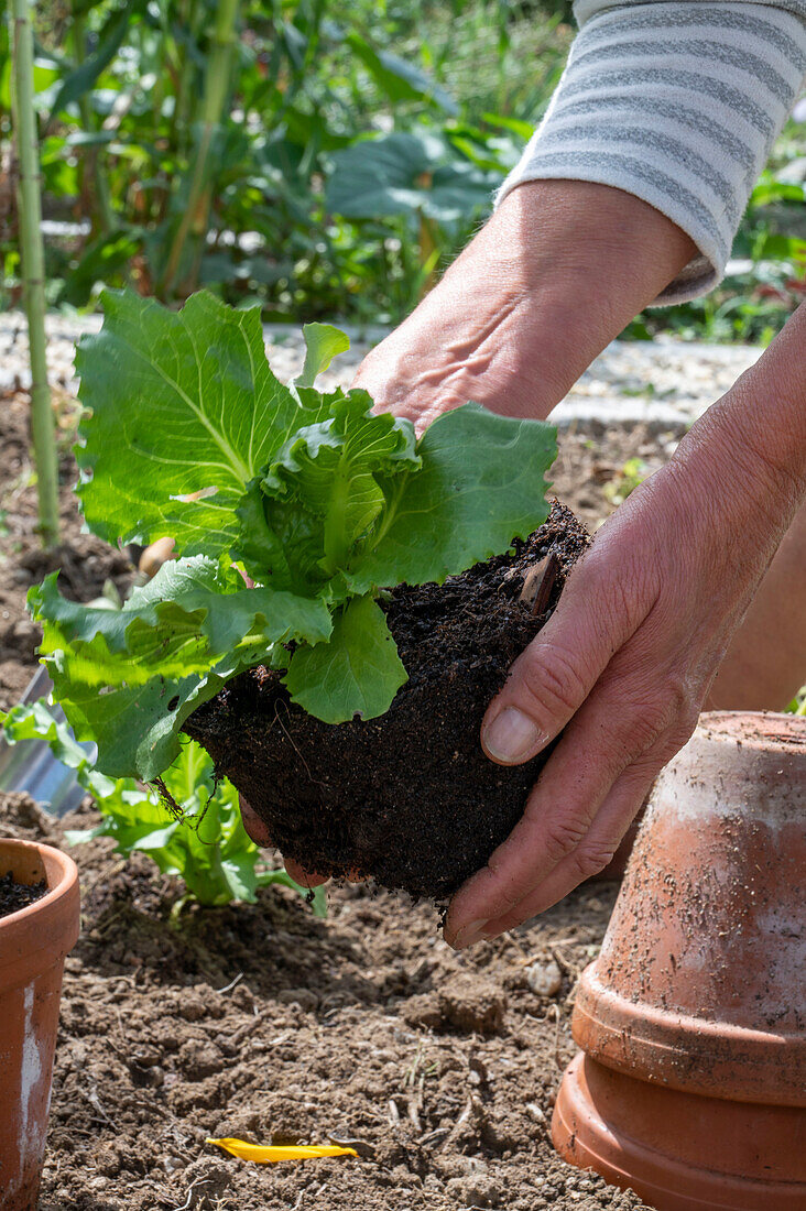 Eisbergsalat einpflanzen ins Beet, 2. Pflanzung im Juli