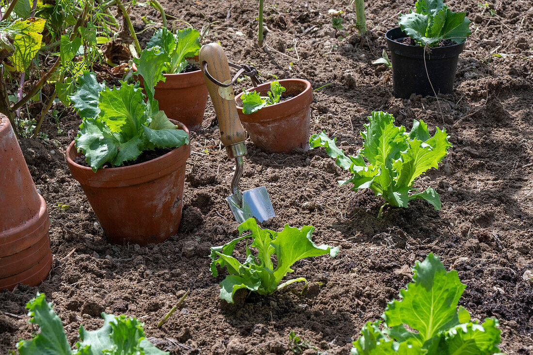 Planting iceberg lettuce, 2nd planting in July