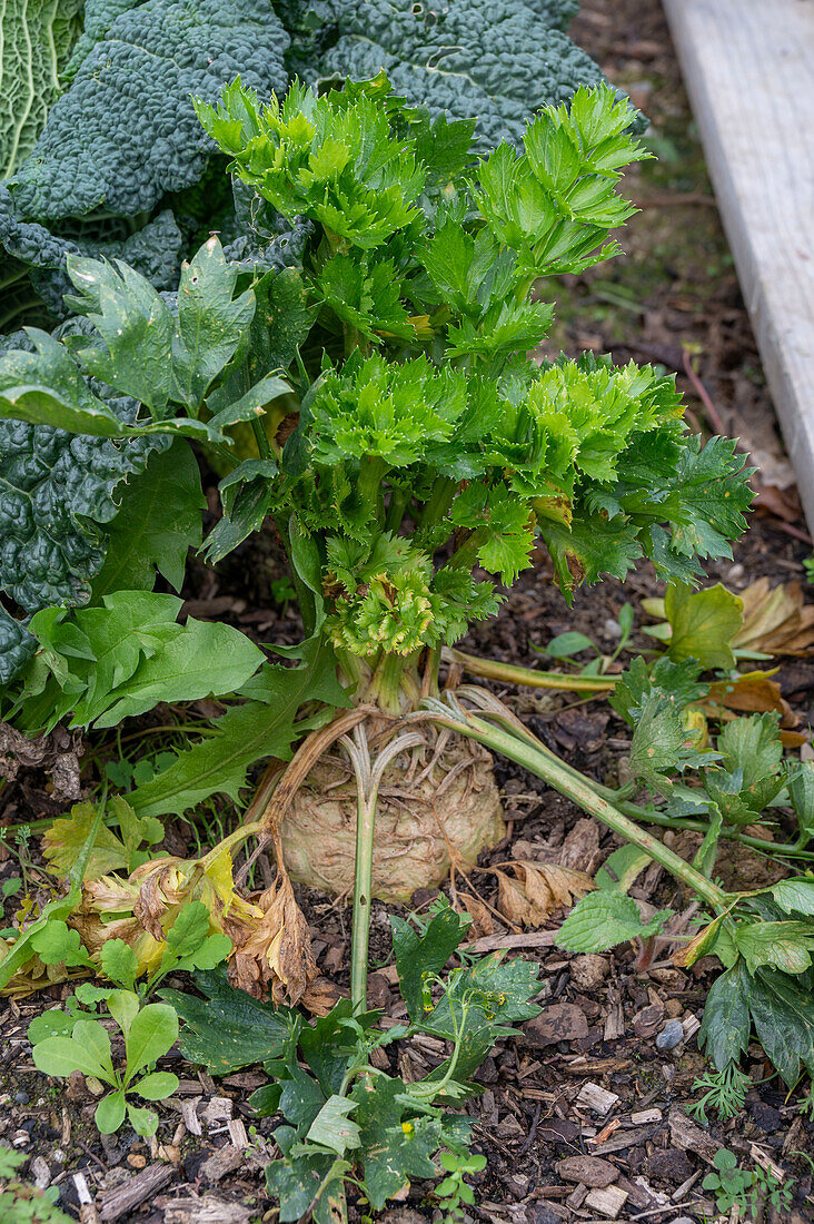 Celery tuber (Apium graveolens) in garden bed