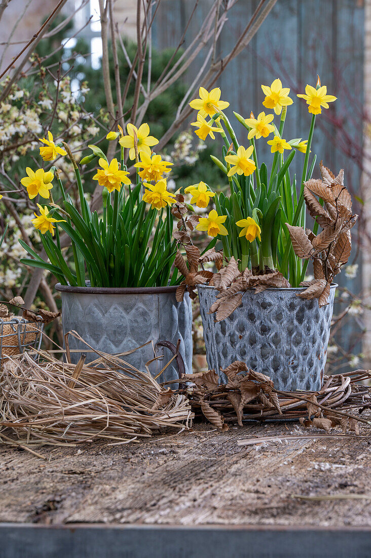 Narzissen (Narcissus) 'Tete a Tete' und 'Tete a Tete Boucle' in Töpfen auf der Terrasse