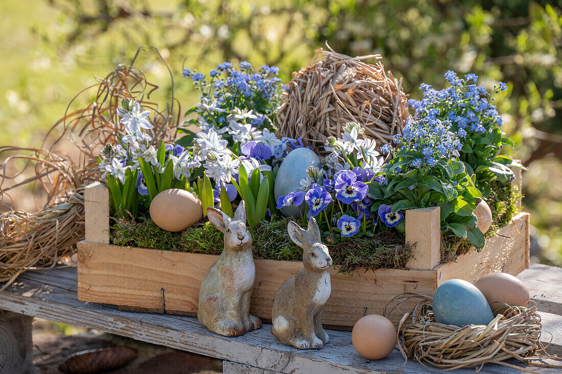 Blumenkiste mit Veilchen (Viola), Vergissmeinnicht (Myosotis), Primeln (Primula), Puschkinie und Osternest und Osterhasen