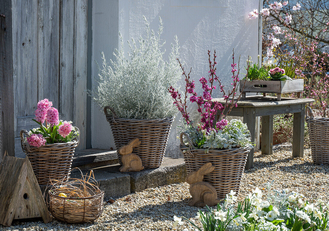 Hyazinthen (Hyacinthus), Traubenhyazinthen, 'Alba', Seidlbast 'Avondale', Primeln, Narzissen, Emustrauch 'Silver Striker', Steinbrech, Greiskraut in Weidenkörben mit Osterdeko auf der Terrasse