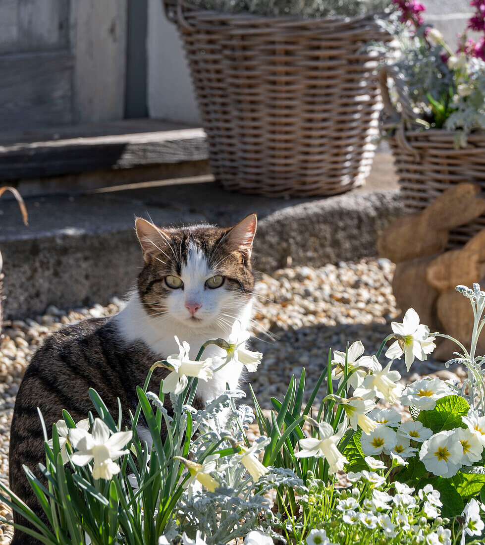 Daffodils (Narcissus) and primroses (Primula) in front of cat in flower bed