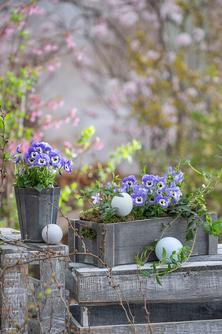 Blue horned violets (Viola Cornuta) and small periwinkle (Vinca Minor) in planter box with hen's eggs on the patio