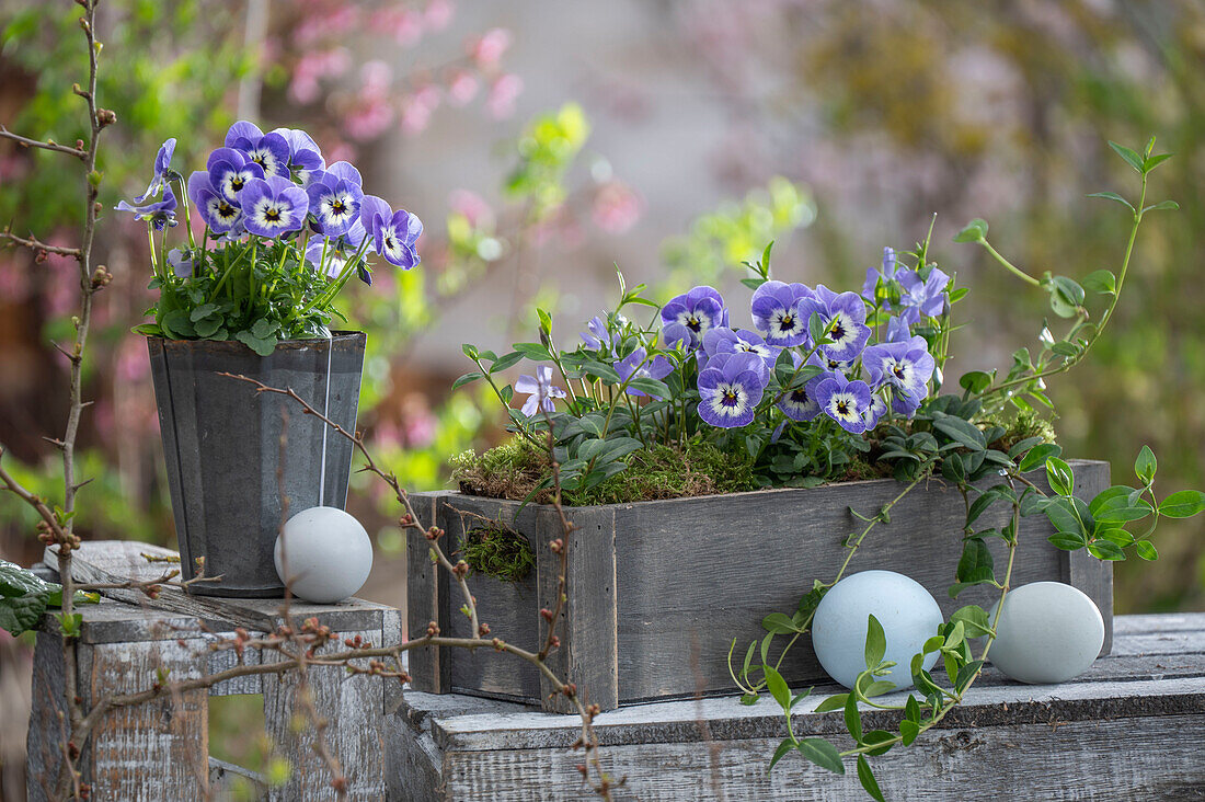 Blaue Hornveilchen (Viola Cornuta) und kleines Immergrün (Vinca Minor) in Pflanzkasten mit Hühnereiern auf der Terrasse