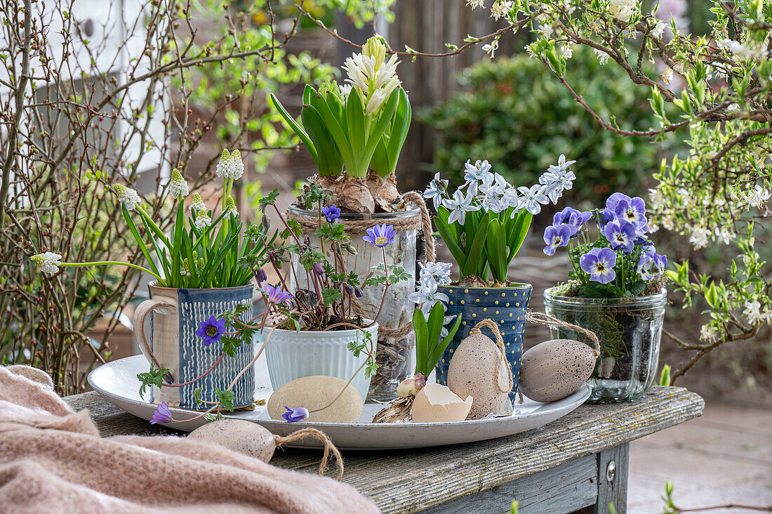 Hyacinths (Hyacinthus), Pushkinia, anemone (Anemone blanda), grape hyacinth 'Alba' (Muscari) in pots on patio table with Easter eggs