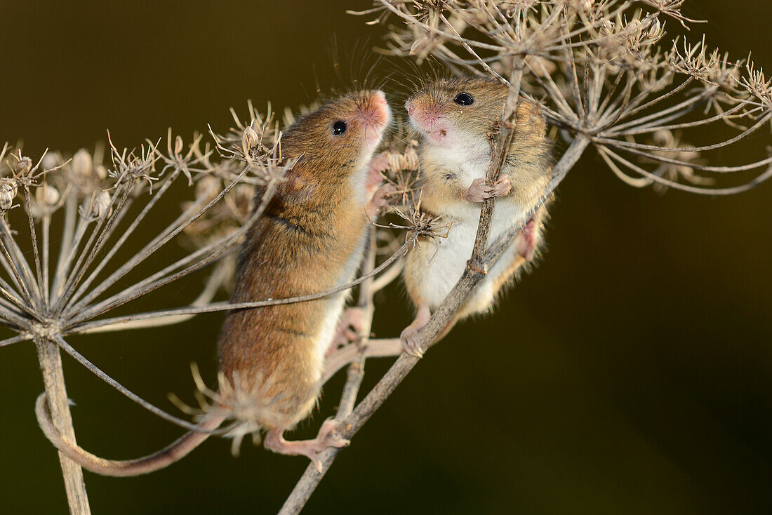 Harvest mice climbing on a dried flowerhead