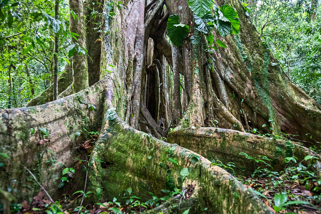 Buttress roots of a strangler fig (Ficus sp.) tree