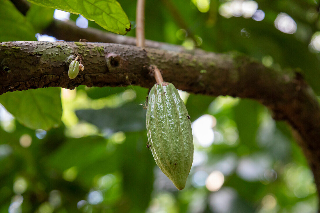 Cacao pods growing on tree