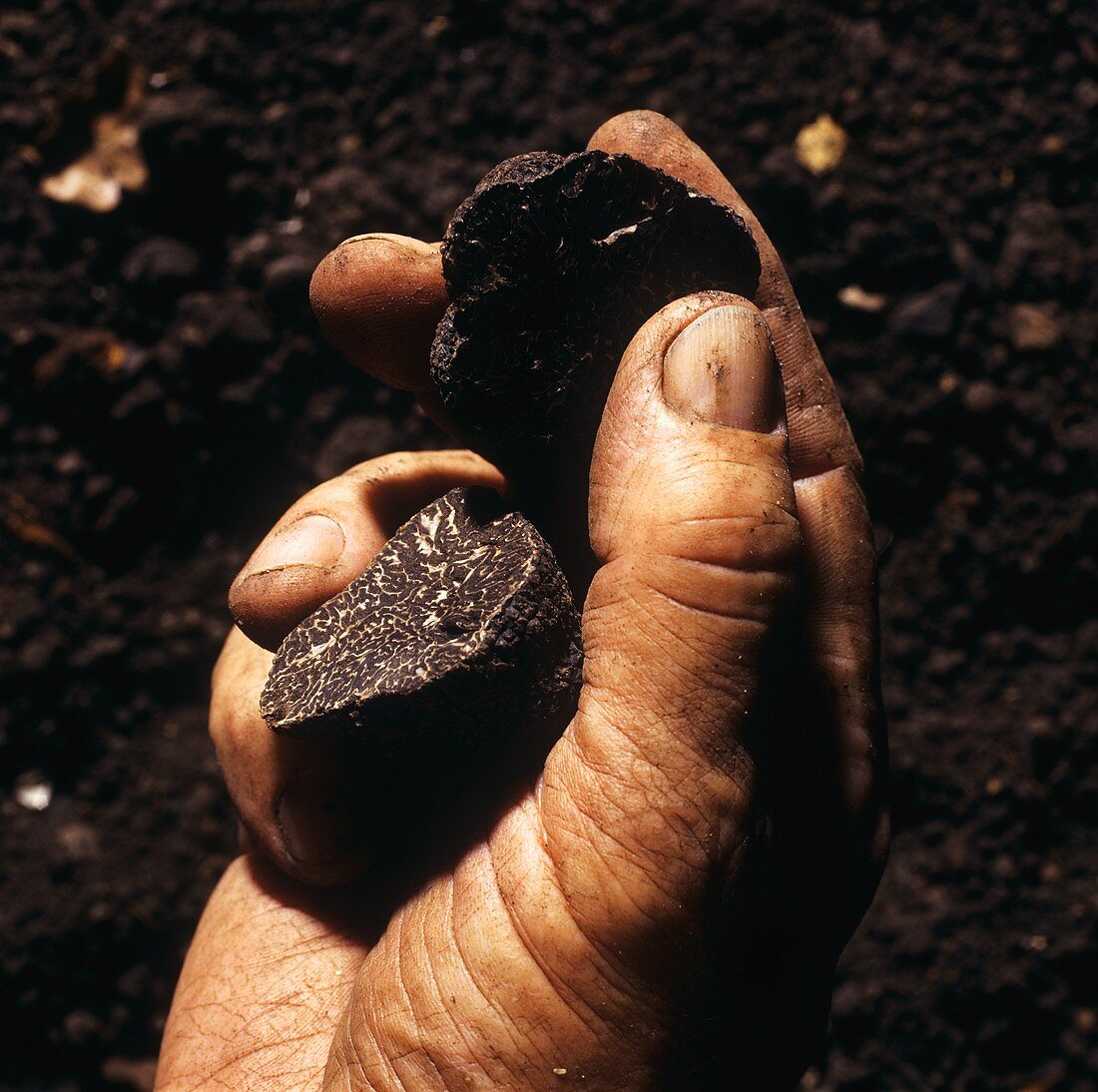 Hand holding a halved black truffle above soil