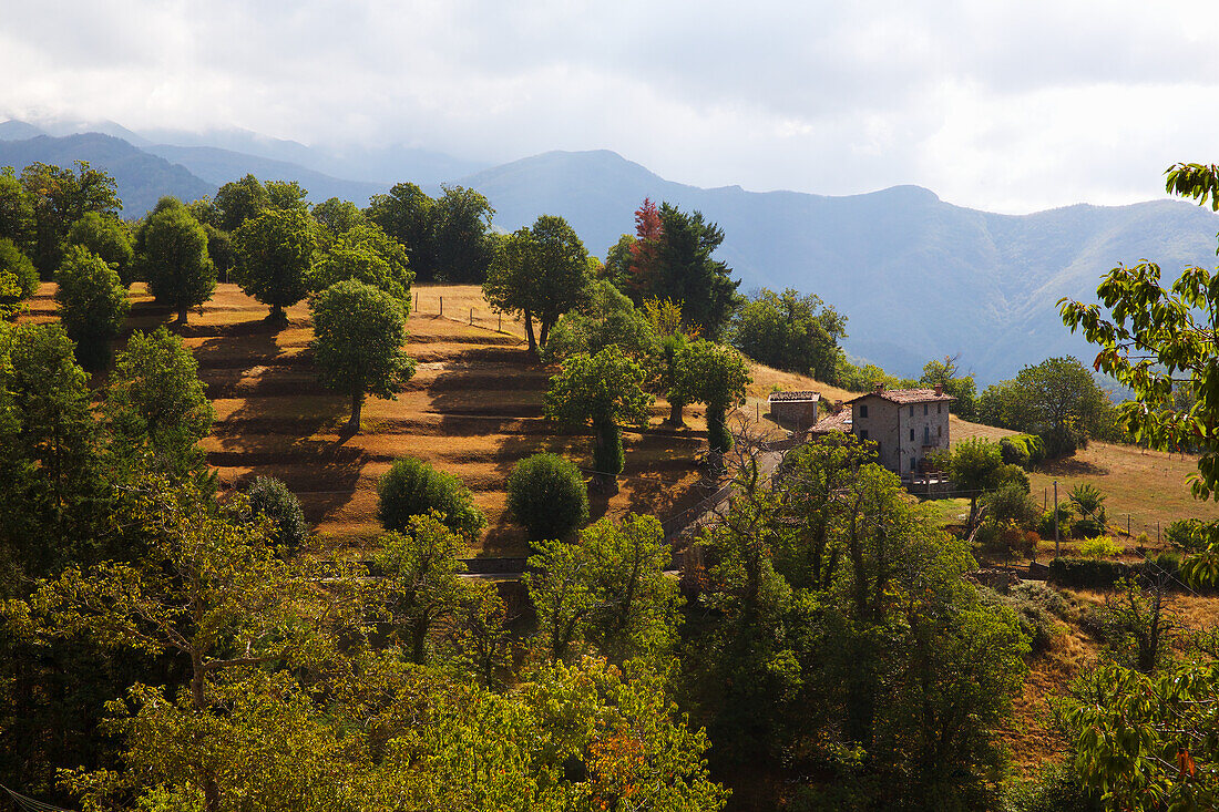 Chestnut farm in Italy