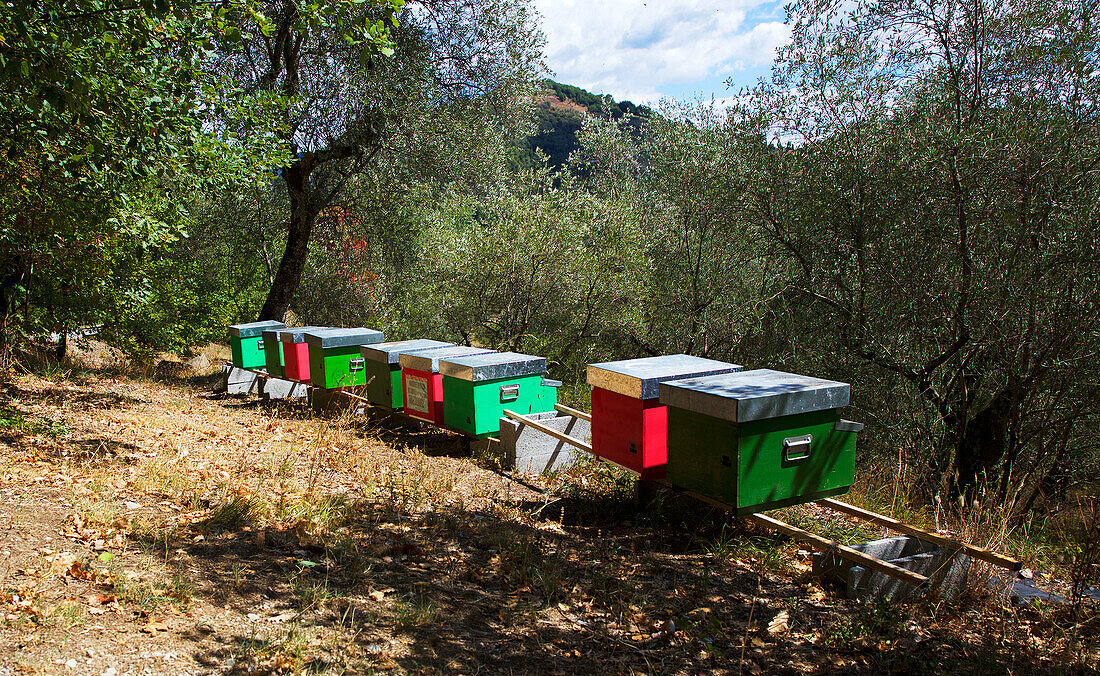 Honigbienenstöcke in Italien