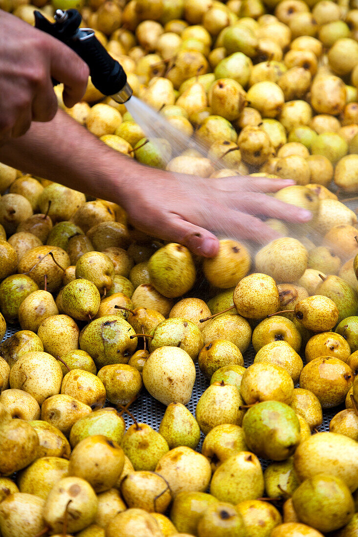 Washing pears for making schnapps