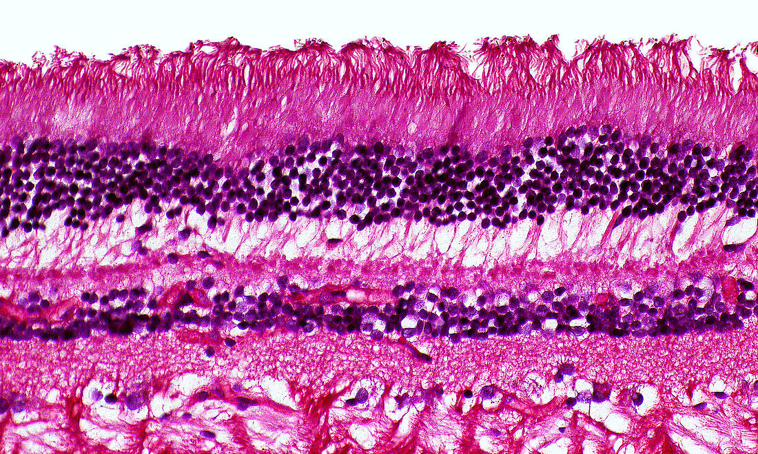 Human retina cells, light micrograph