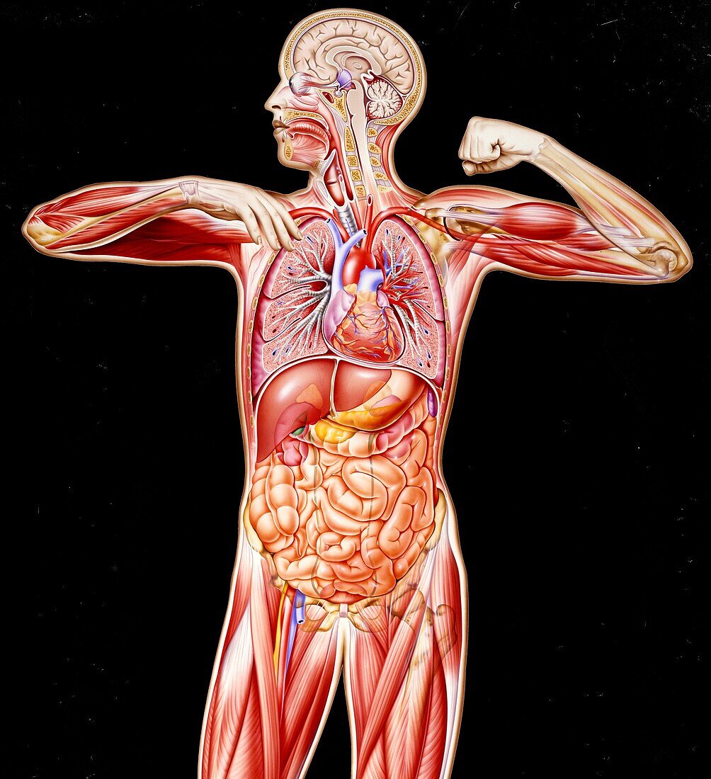 Healthy human anatomy, illustration