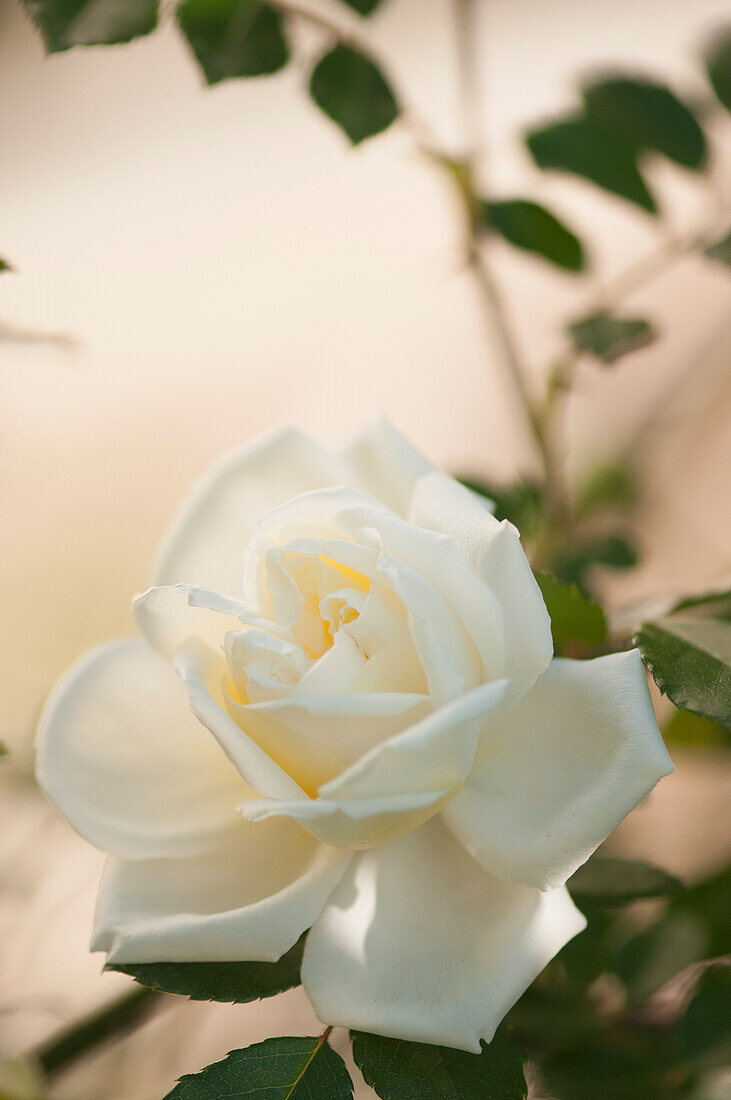 Rose (Rosa 'Alberic Barbier')