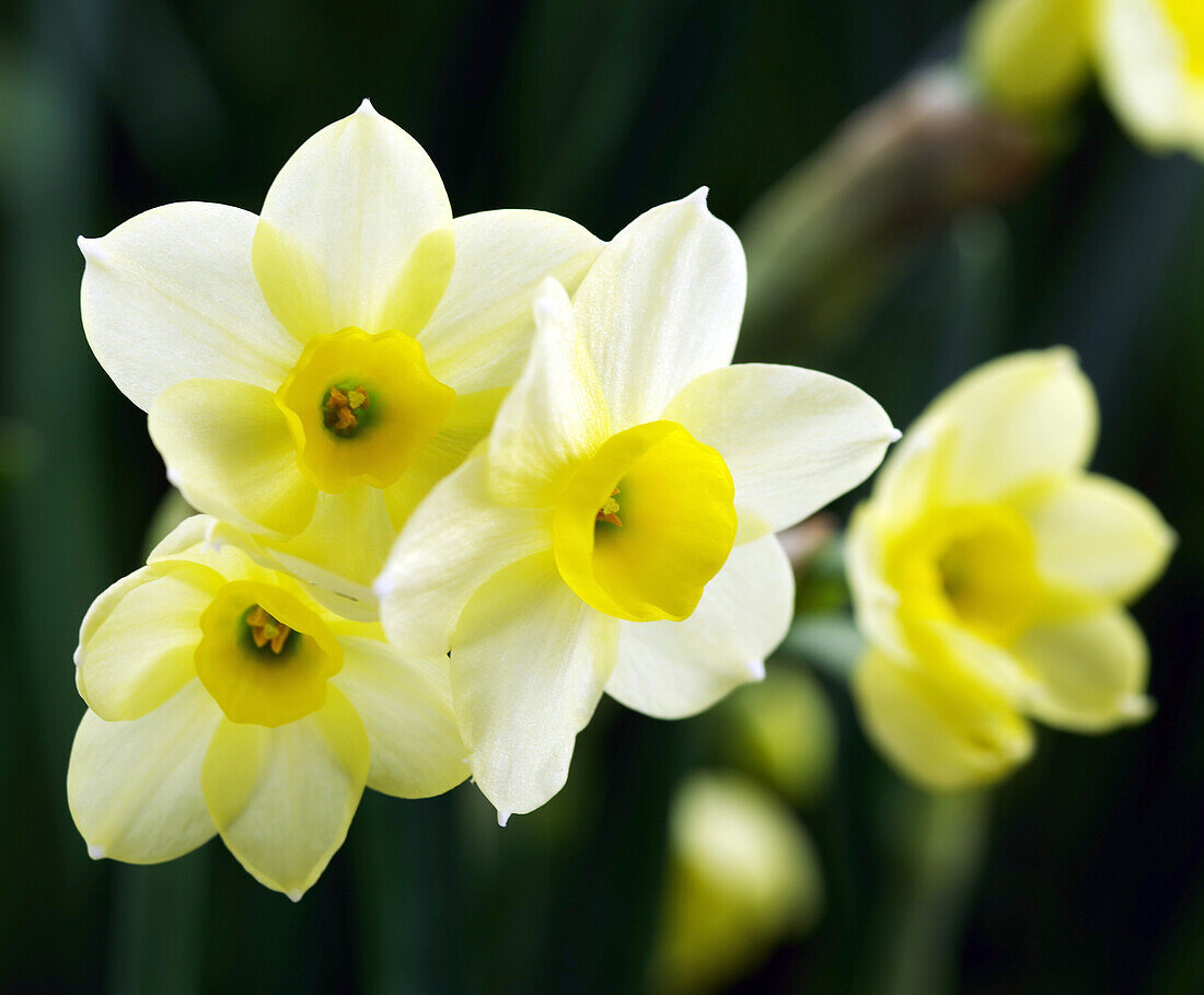 Narcissus 'Minnow' flowers