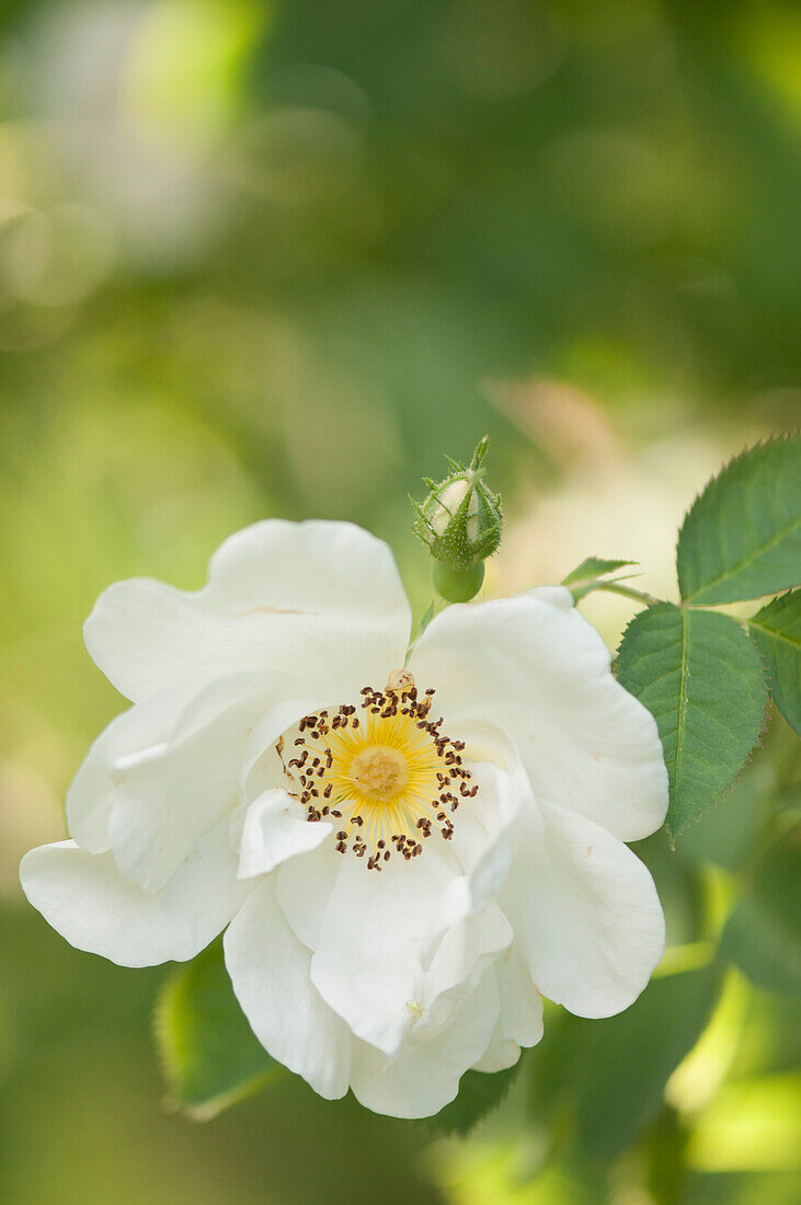 Rose (Rosa 'Alba Semi-plena')