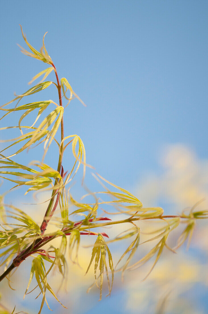 Japanese maple (Acer palmatum) tree