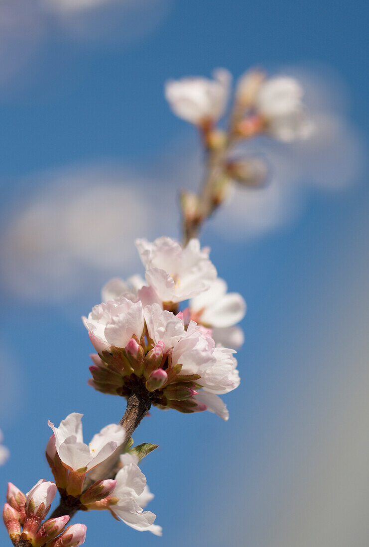 Nanking cherry (Prunus tomentosa) blossom