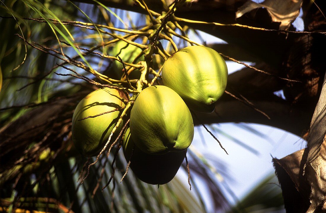 Kokosnüsse an der Kokospalme