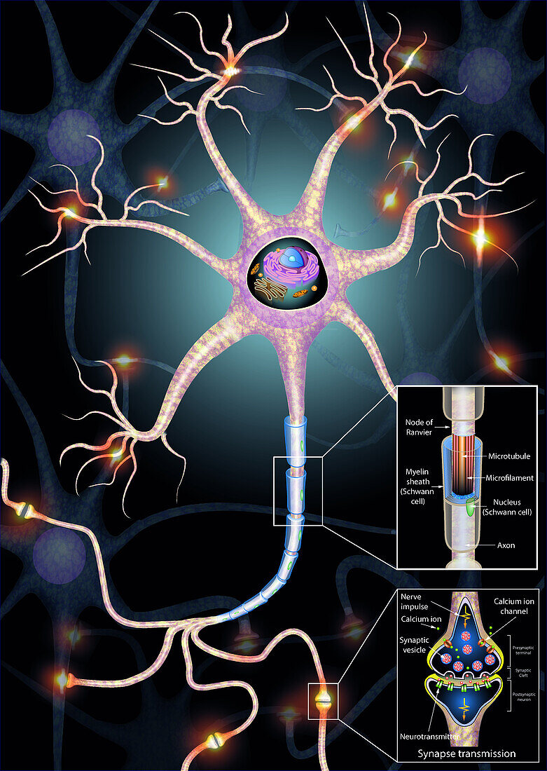 Nerves cell and synapse structure, illustration