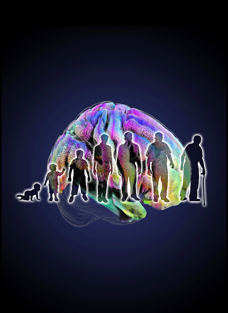 Brain ageing research, conceptual illustration