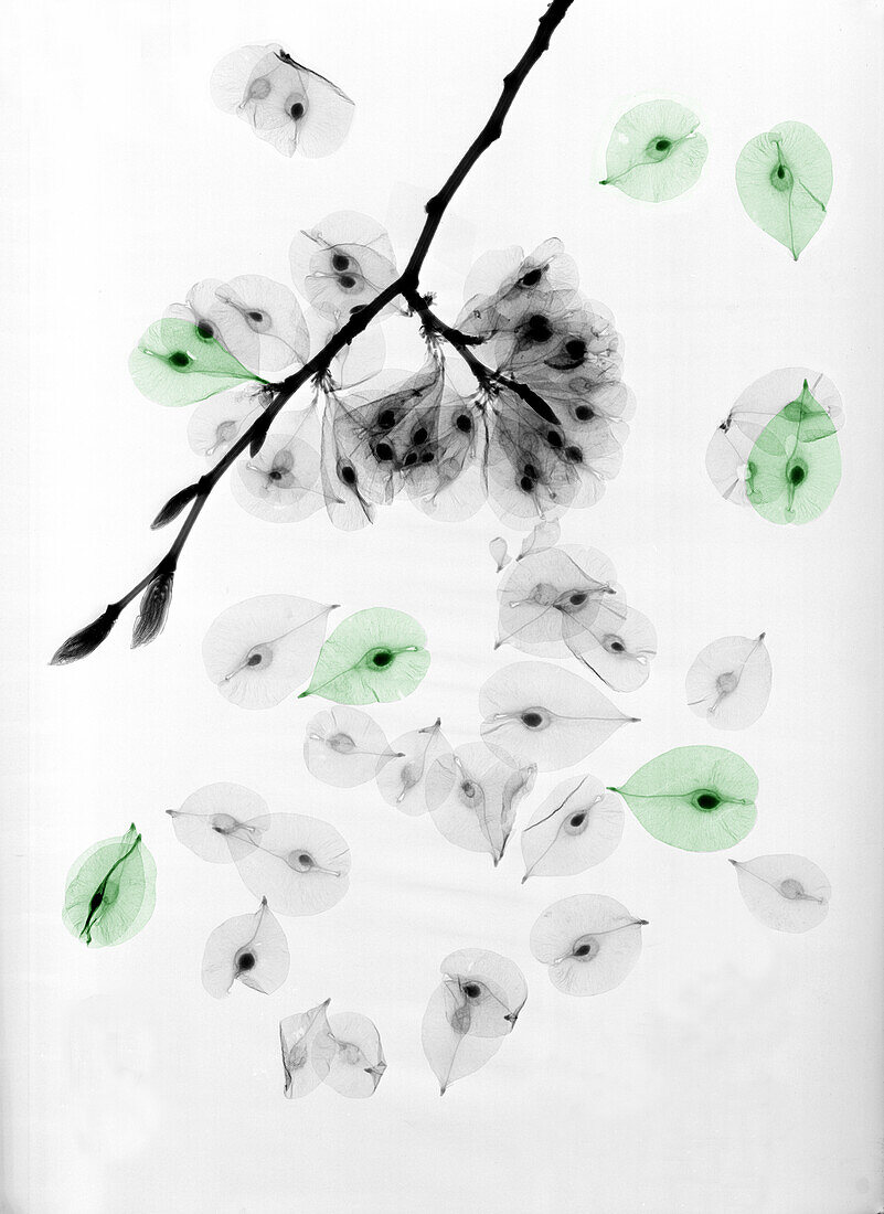 Elm (Ulmus sp.) tree seeds, X-ray