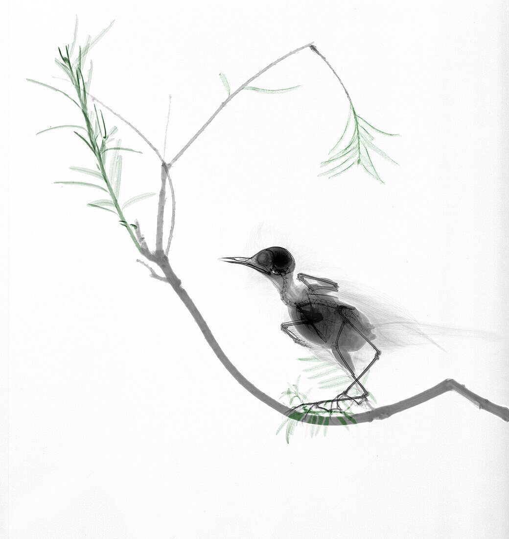 Goldcrest perching on a branch, X-ray