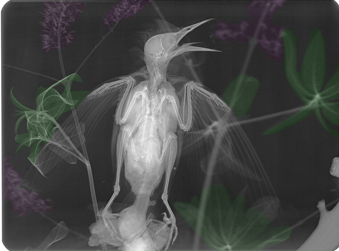 Starling singing in buddleia (Buddleja sp.) flowers, X-ray