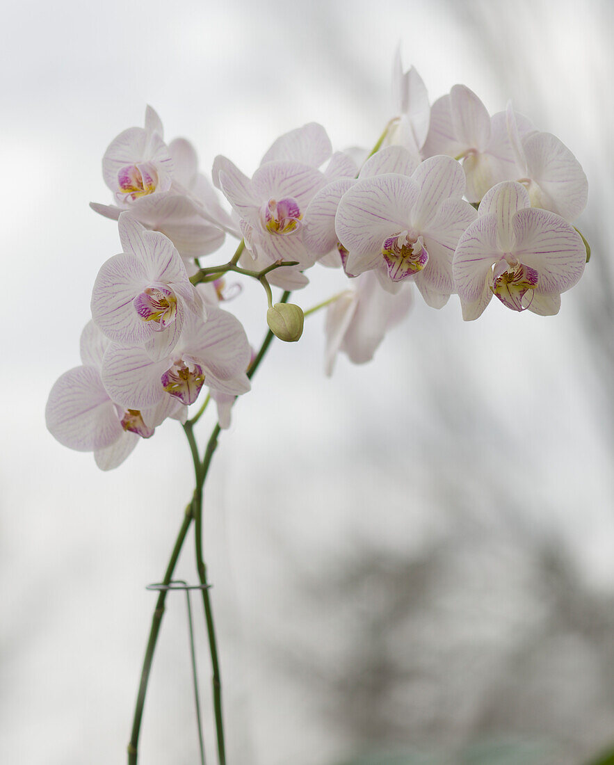 Moth orchid (Phalaenopsis 'True Love') flowers