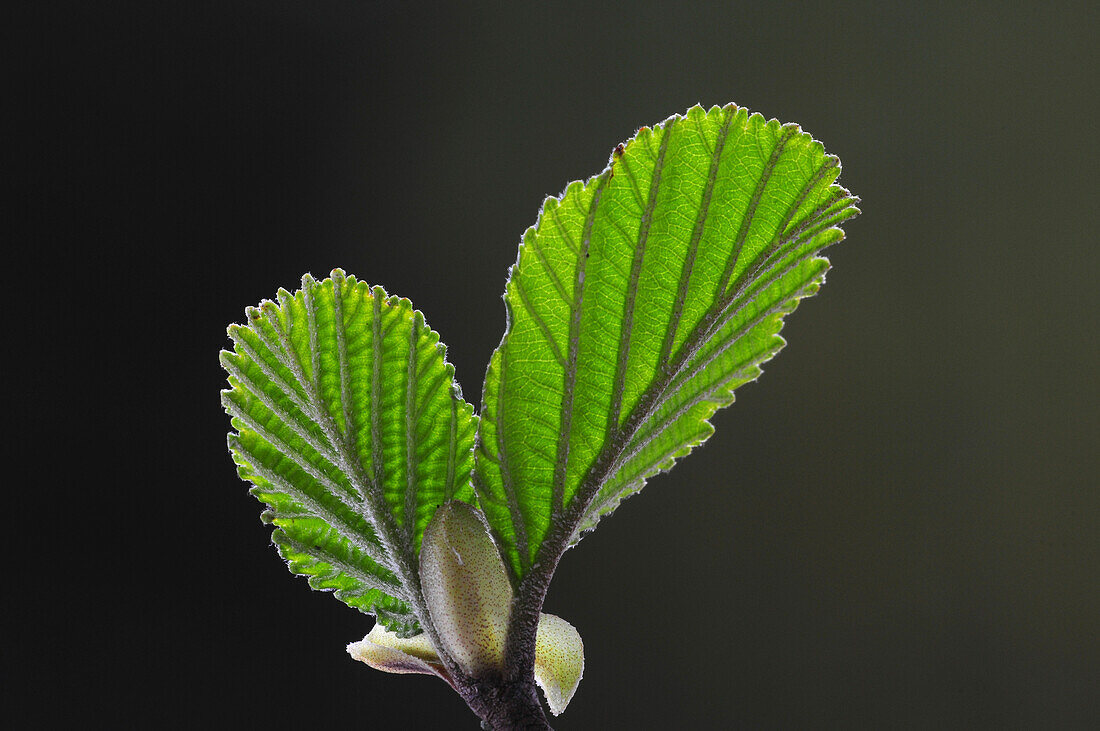 Common alder (Alnus glutinosa) foliage
