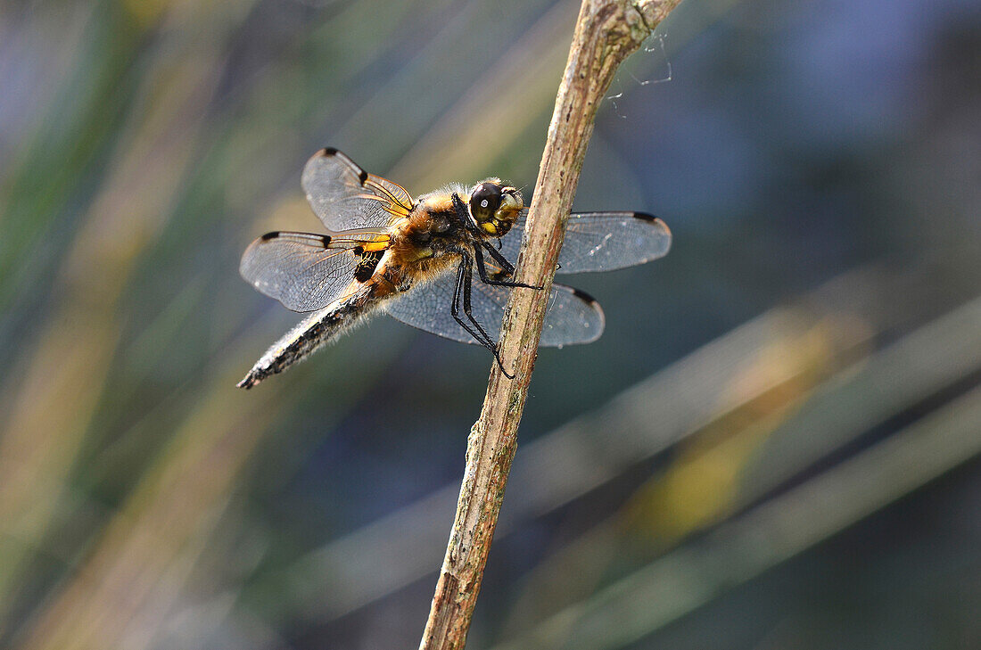 Four-spotted chaser dragonfly resting