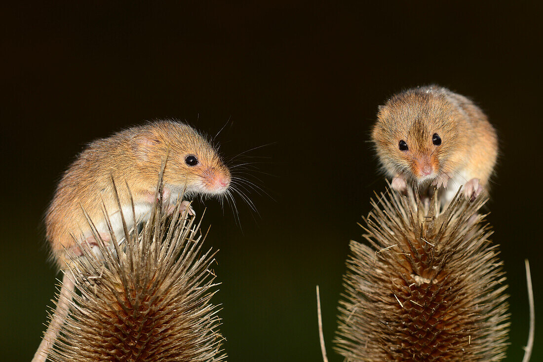 Harvest mice climbing on teasel seed heads