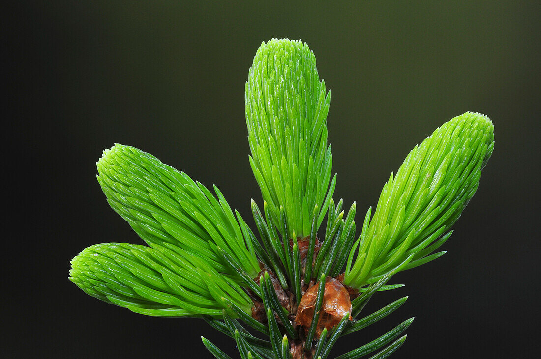 Norway spruce (Picea abies) foliage